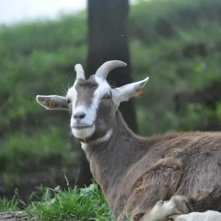 Kühns Mühle Pensión Oestrich-Winkel