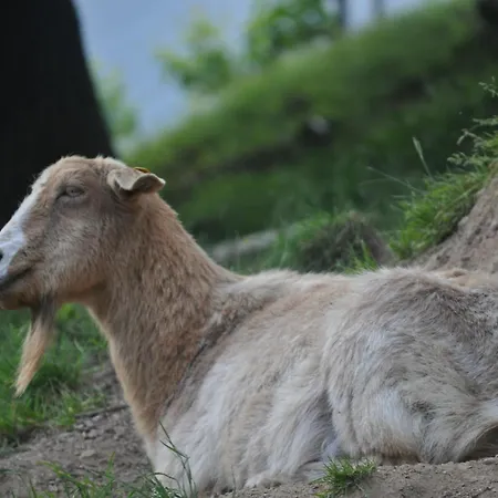 Gæstehus Kuehns Muehle Oestrich-Winkel