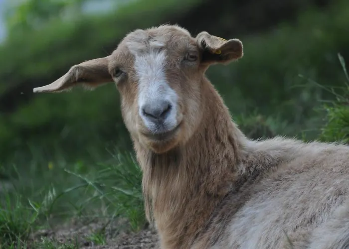 Affittacamere Kuehns Muehle 3*